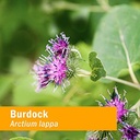 organic-burdock-root-extract-burdock-roo-5.jpg