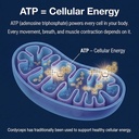 addictive-wellness-cordyceps-militaris-5-6.jpg