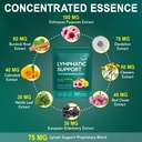 lymphatic-drainage-supplements-echinacea-5.jpg