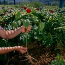 hsu-s-sku-1174-american-ginseng-powder-c-5.jpg