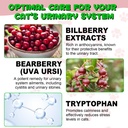 cat-urinary-tract-infection-treatment-ca-3.jpg