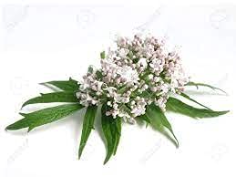 premium-valerian-root-powder-4oz-valeria-6.jpg