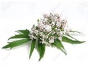 premium-valerian-root-powder-4oz-valeria-6.jpg
