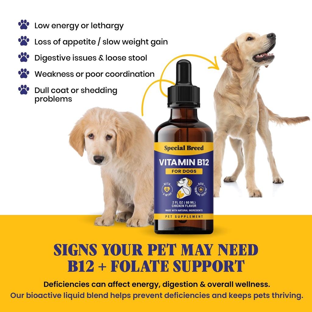 special-breed-liquid-vitamin-b12-for-dog-815HEsSmLmL.jpg