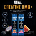 animal-creatine-monohydrate-hmb-for-men--713EhzfvPuL.jpg