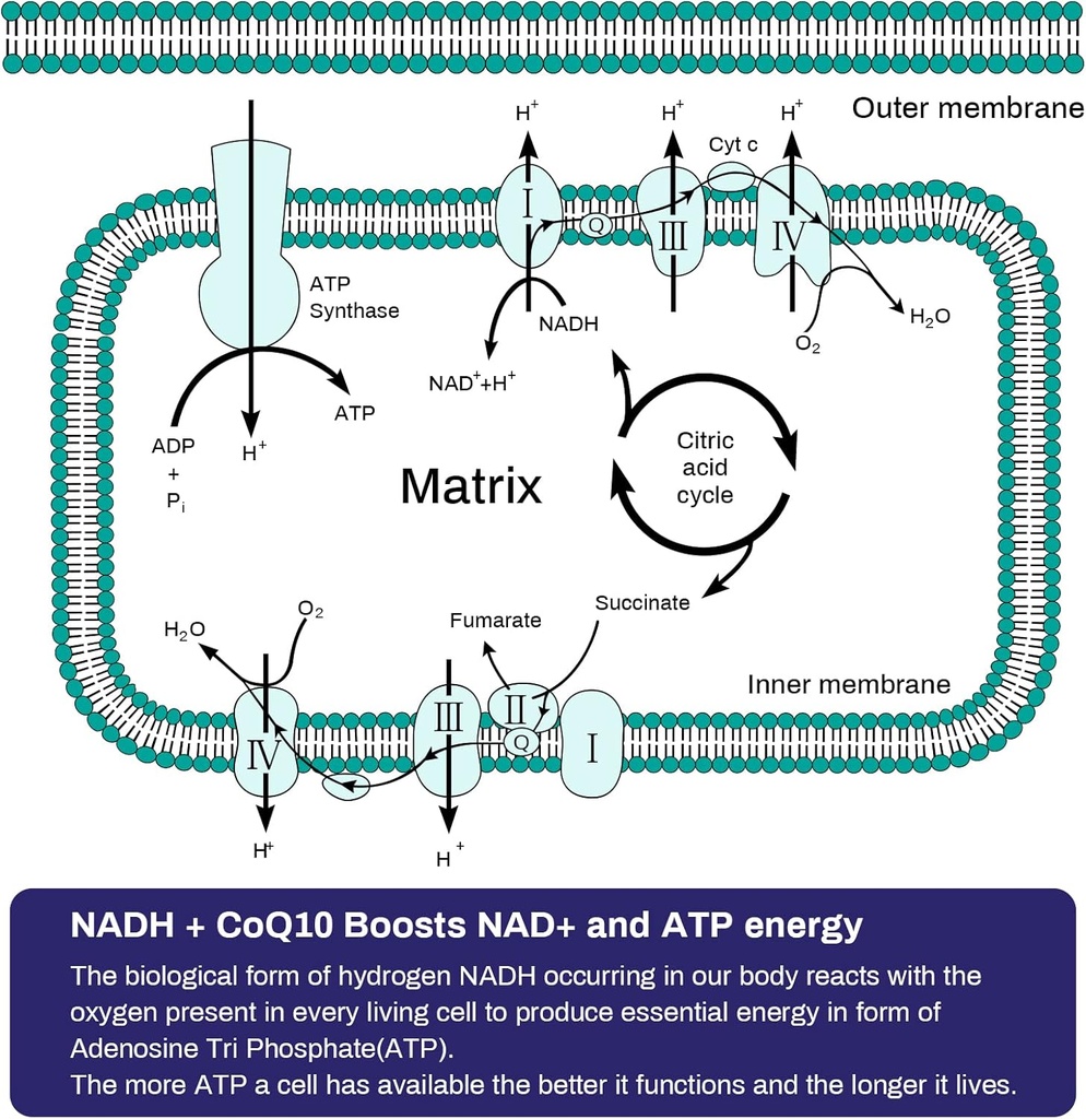 nadh-50mg-coq10-200mg-d-ribose-150mg-sup-3.jpg