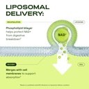 cata-kor-liposomal-nad-resveratrol-suppl-61uUpTzJ-vL.jpg
