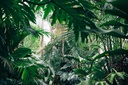 sebotanicals-vanuatu-sangava-ceremonial--5.jpg