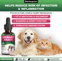 cat-dog-urinary-tract-infection-treatmen-3.jpg