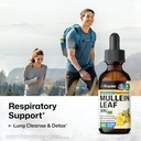 bio-krauter-mullein-tincture-2-fl-oz-hol-2.jpg