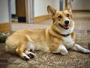 dog-muscle-builder-supplements---ultra-v-3.jpg