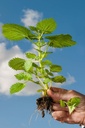 health-embassy-nettle-root-urtica-dioica-5.jpg