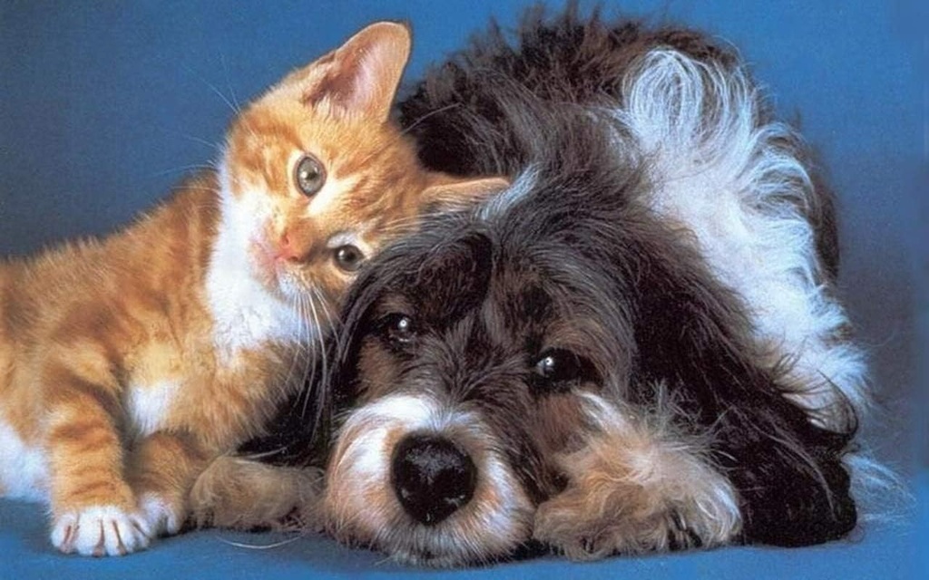 i-love-my-pets-llc-dog-immune-booster----3.jpg