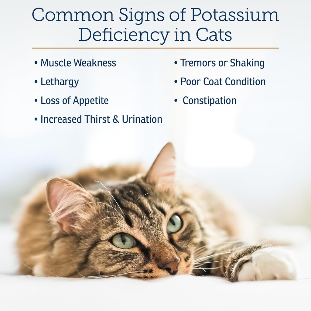 rx-vitamins-amino-bk---cat-vitamin-b-pot-4.jpg