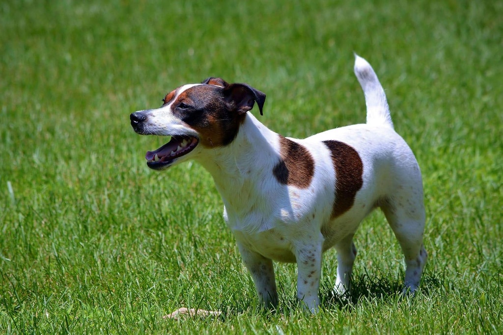 dog-breath-care---probiotics-for-dogs----4.jpg