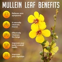 sirunes-mullein-leaf-verbascum-thapsus-d-5.jpg