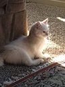 i-love-my-pets-llc-immune-boost-for-cats-3.jpg