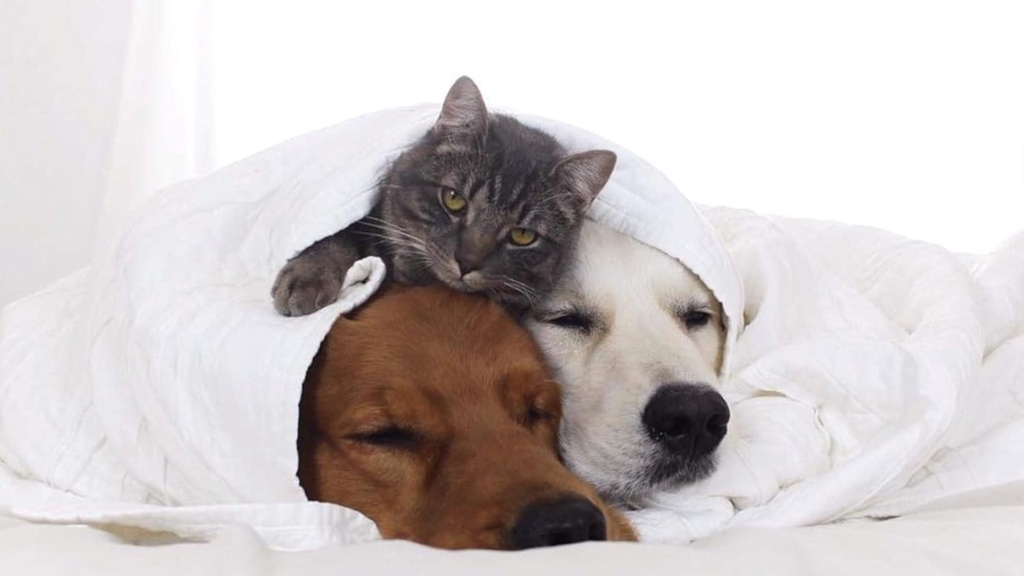 i-love-my-pets-llc-cat-immune-system-boo-4.jpg