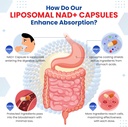 liposomal-nicotinamide-riboside-complex--6.jpg