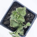 organic-stinging-nettle-plant-urtica-dio-5.jpg