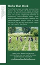 traditional-medicinals-organic-nettle-le-4.jpg