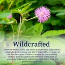 biopure-mimosa-wildcrafted-organic-mimos-5.jpg