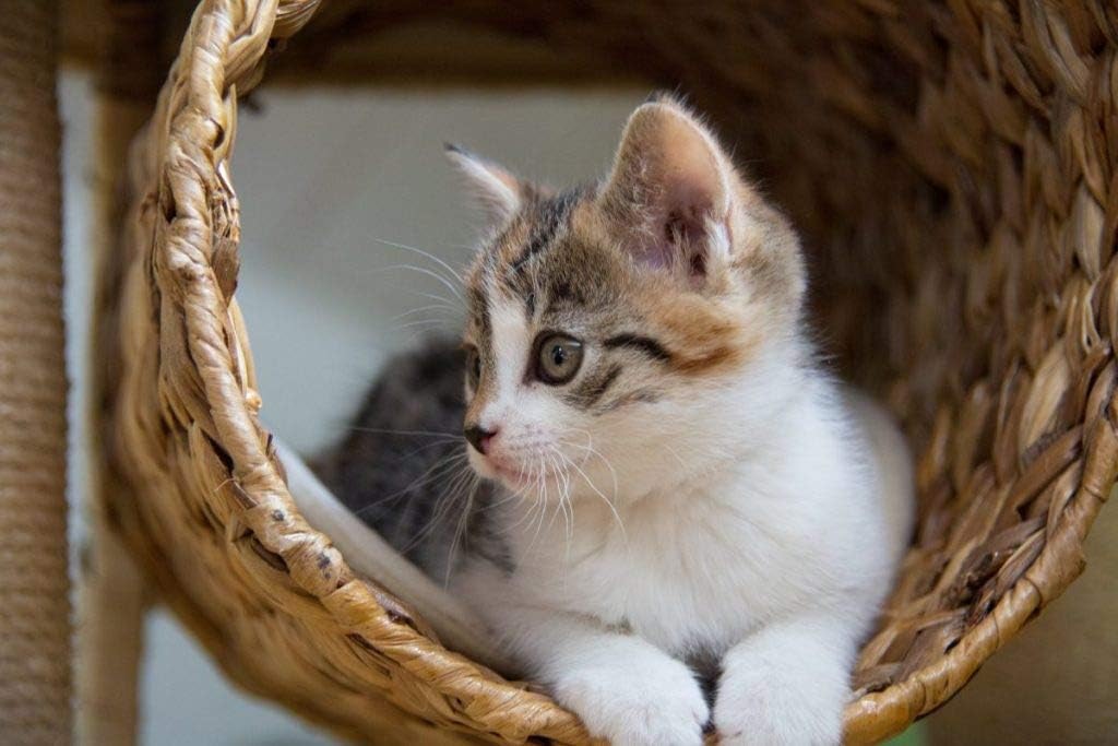 i-love-my-pets-llc-immune-support-for-ca-4.jpg
