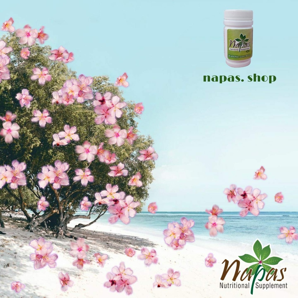napas-5.jpg