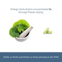 eclectic-herb-ginkgo-gotu-kola-capsules--6.jpg