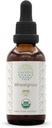 HerbEra Buğdaygras B60 USDA Organik Tincture | Alkol Özgür Tür, Yüksek Lisans Herbal Drops, Liquid Supplement | Sertifikalı Organik Buğdaylar (Triticum aestivum) Broşür (2 oz)