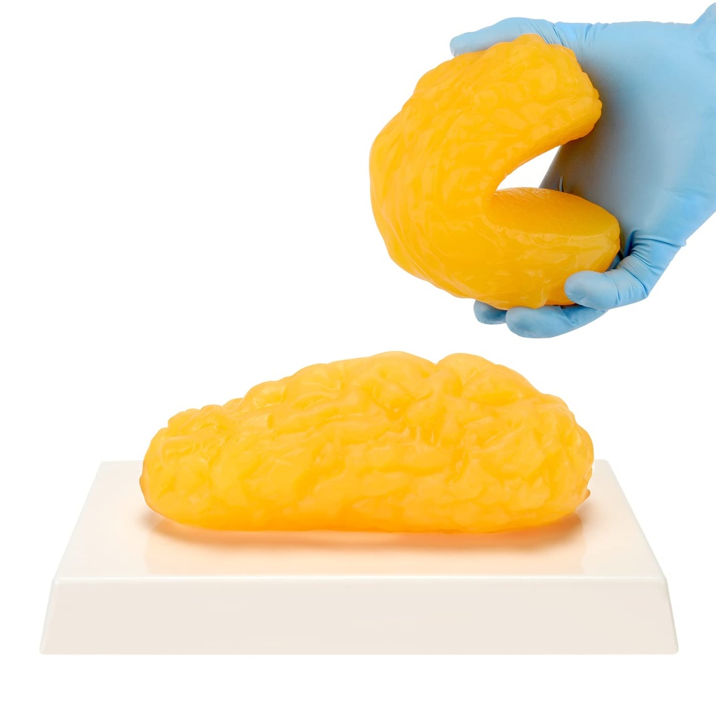 Human Body Fat Replica, 1 lb Fat Anatomi Modeli Anatomi Sınıfı Ekran için, Sağlıklı Kal, Kilo Verme Motivasyon Hatırlatıcısı