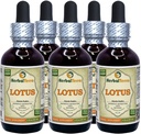 Lotus, Xi Xin (Nelumbo Nucifera) Kuru Stem Sıvı Ekstraksiyon (Brand Name: HerbalTerra, Proudly Made in USA) 5x2 oz
