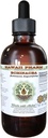 Echinacea Alkol Özgür Sıvı Ekstraksiyon, Echinacea (Echinacea Angustolia) kuru Kök Glycerite Hawaii Pharm Natural Herbal Supplement 4 ozz