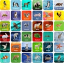 Hebayy 36 Pair Animal Matching Game Flash Cards Erasable (Her Önlem 2” X 2)