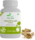 Generic JAGGY Premium Insulin Plant Capsules (Costus Igneus) Natural Supplement 240 Veggie Capsules (60 Day Supply) Insulin Plant